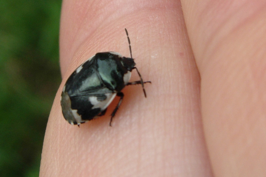 Tritomegas bicolor